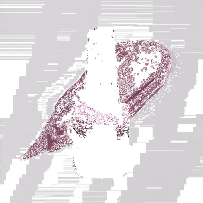 HFCE03 – Abyssinian